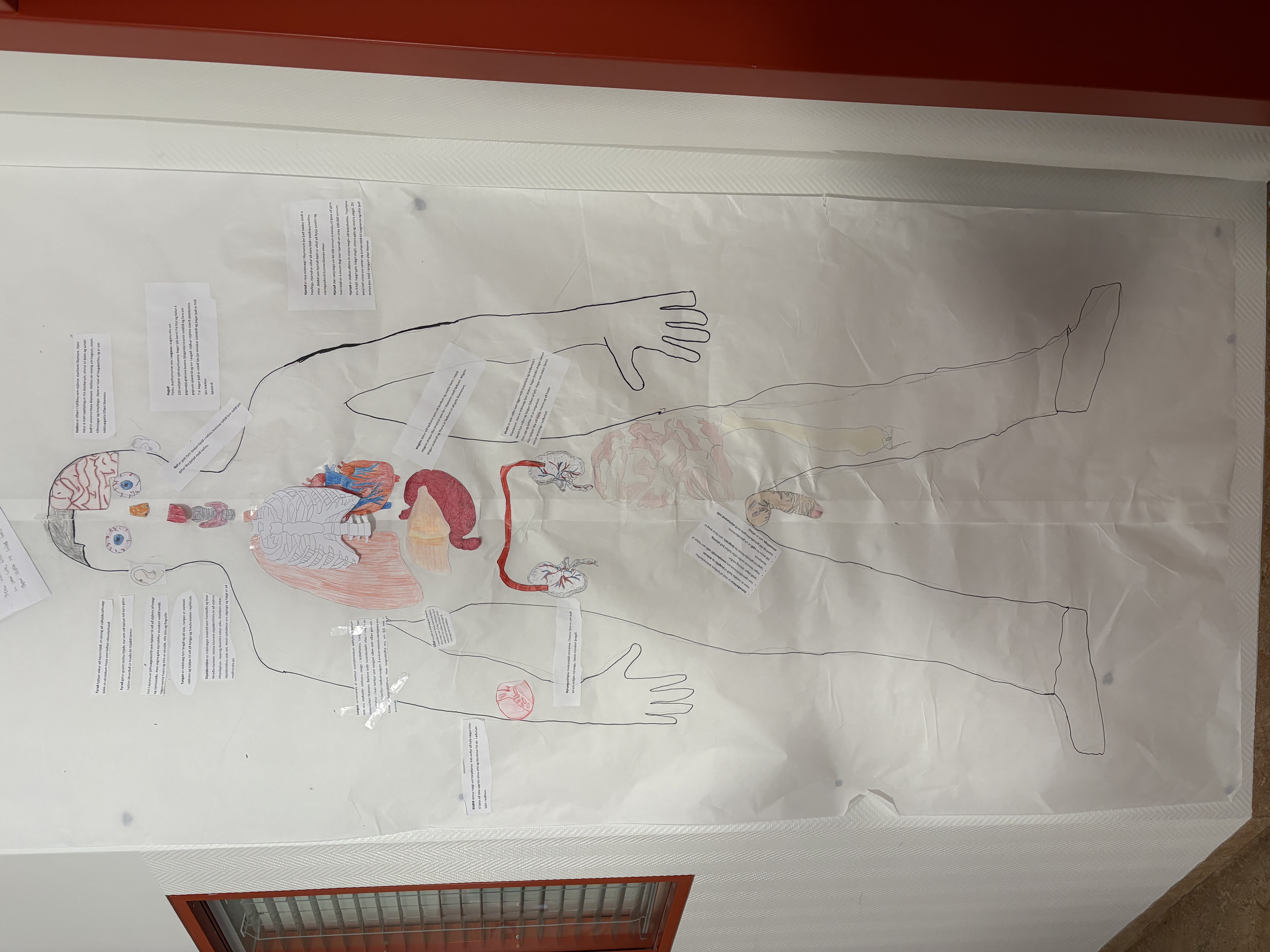 Hönnun mannslíkamans í fullri stærð