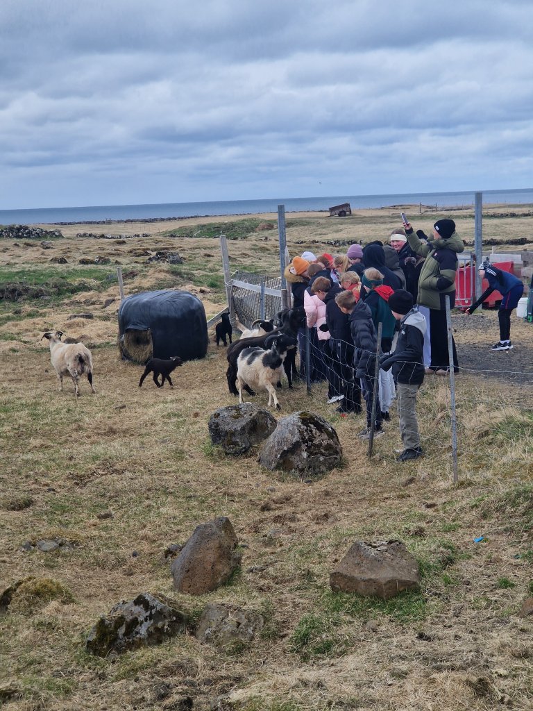 Vettvangsferð í fjárhúsin
