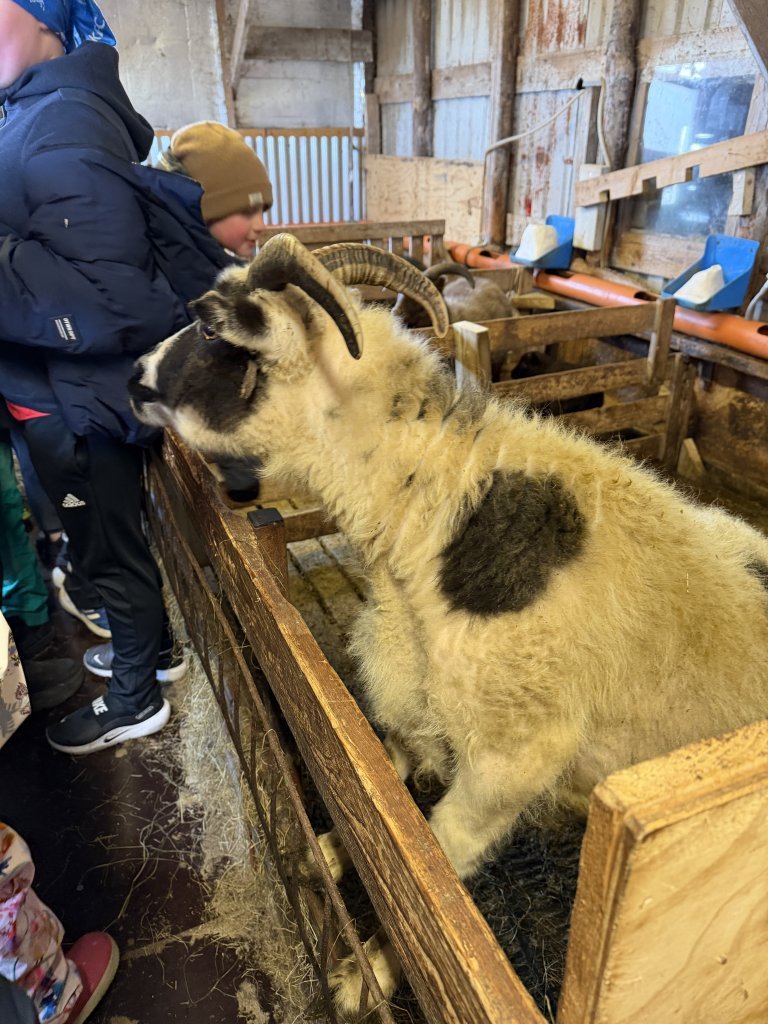 Vettvangsferð í fjárhúsin