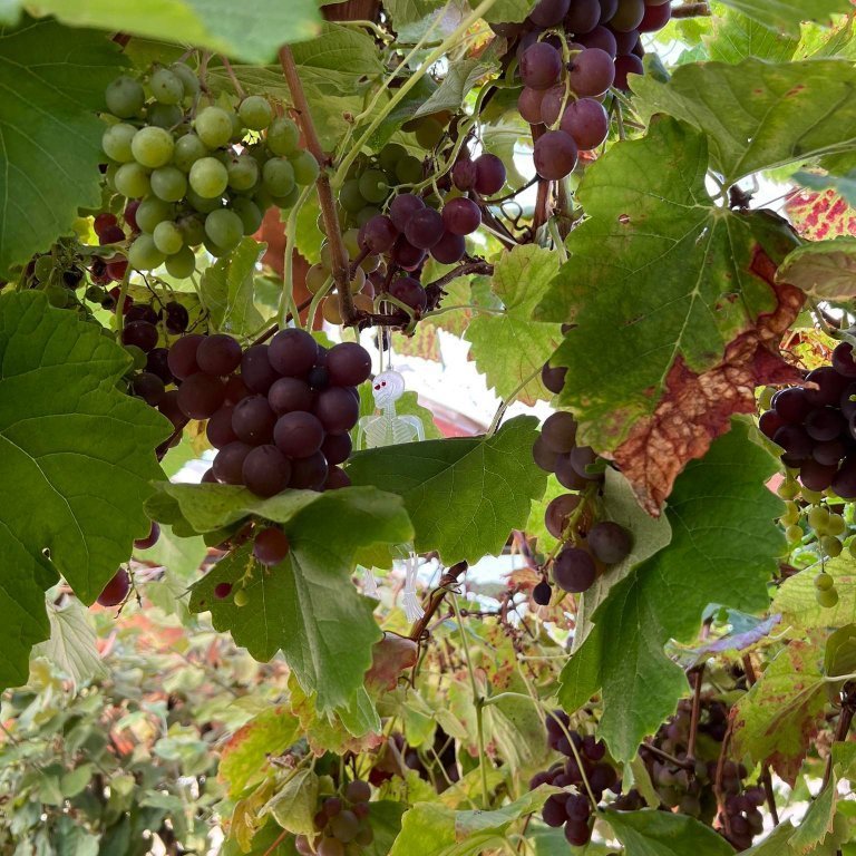 300858579_417708250505979_3105392709883618822_n