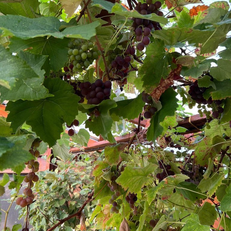 305107197_805291250601569_2919528736087055638_n