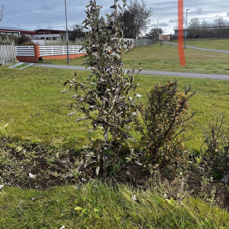 microsoftteams-image-1