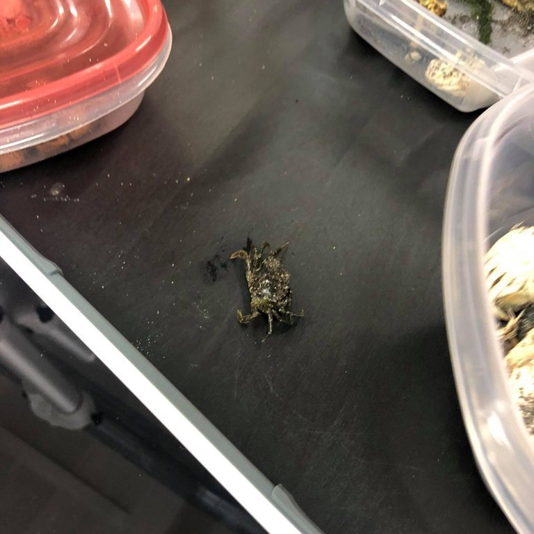 118615159_248949189567576_3472836140625600621_n