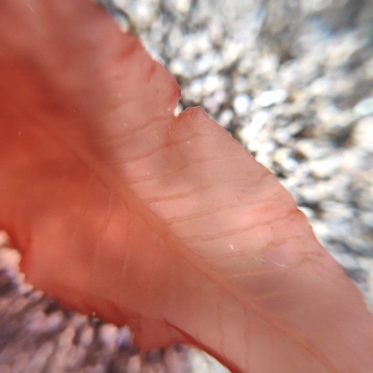 fjoru_vettvangsferd_17