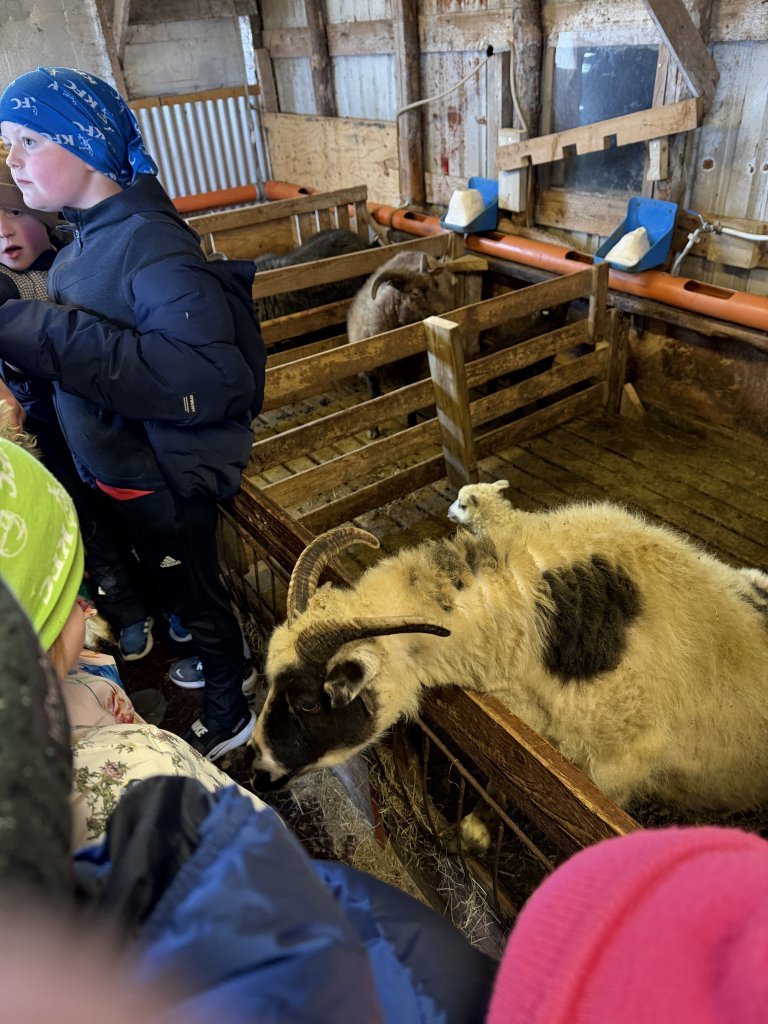 Heimsókn í fjárhúsin, 2. bekkur
