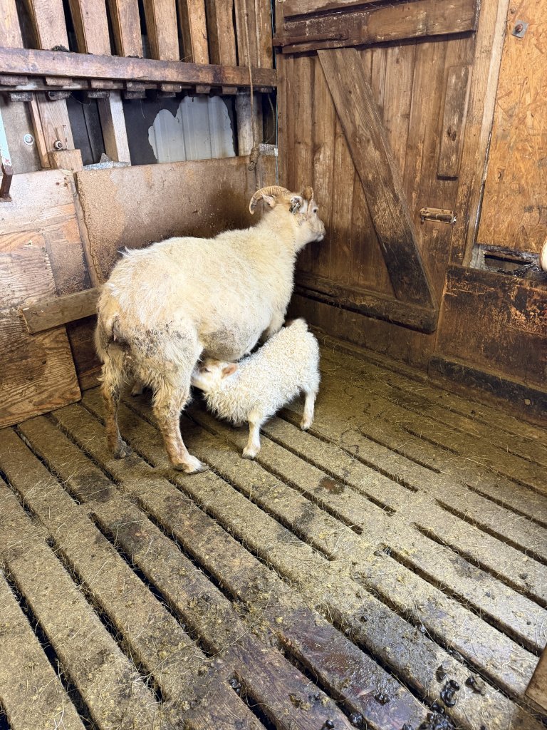 Heimsókn í fjárhúsin, 2. bekkur