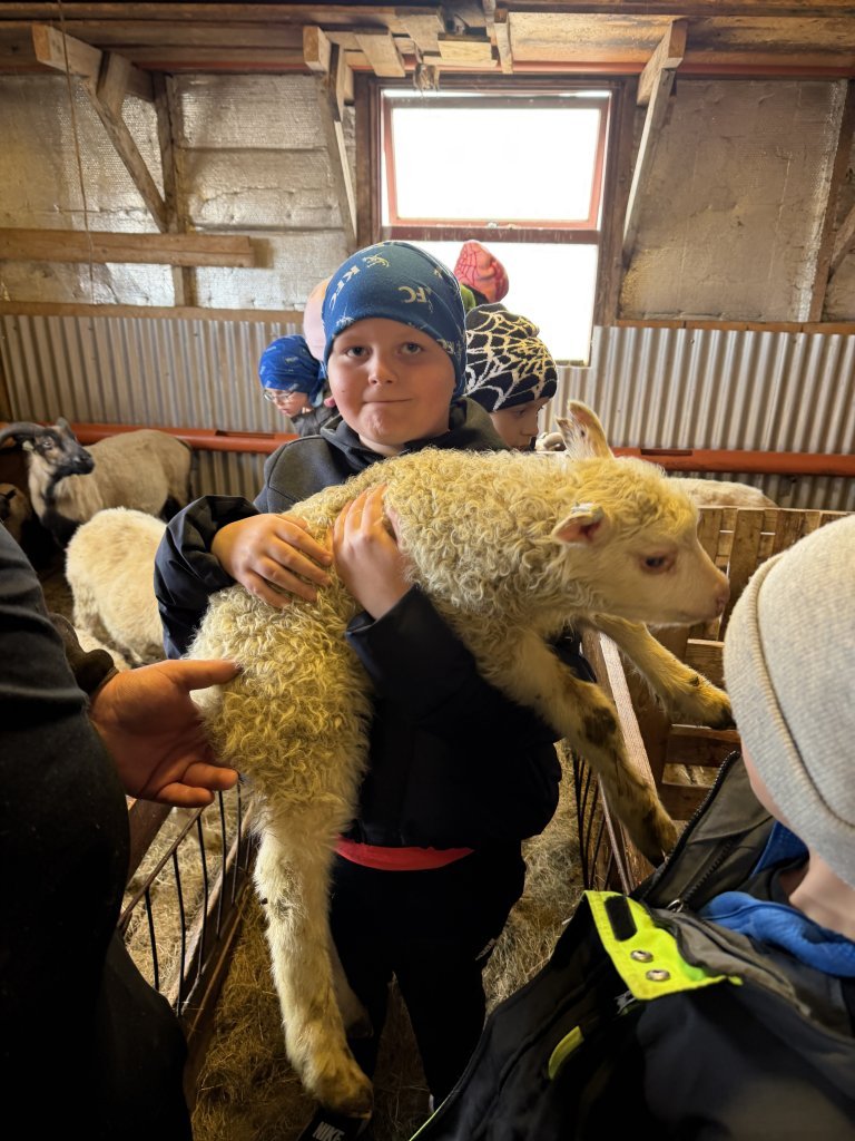 Heimsókn í fjárhúsin, 2. bekkur