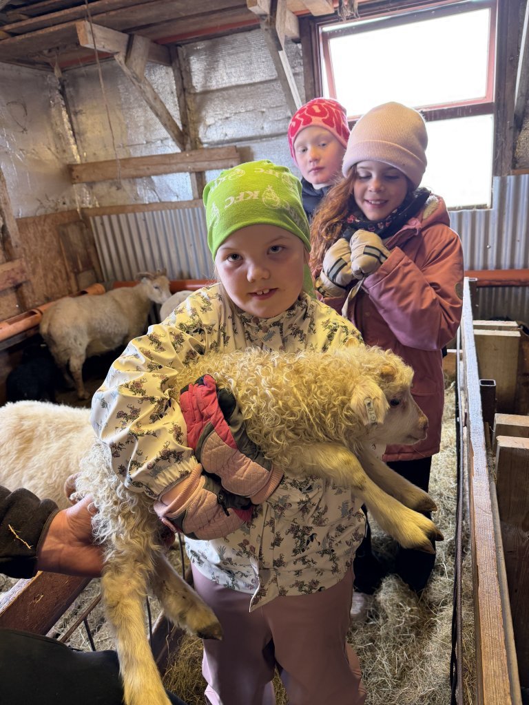 Heimsókn í fjárhúsin, 2. bekkur