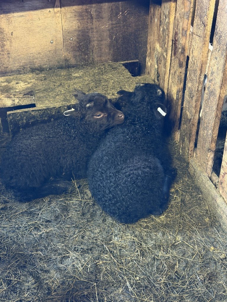 Heimsókn í fjárhúsin, 2. bekkur