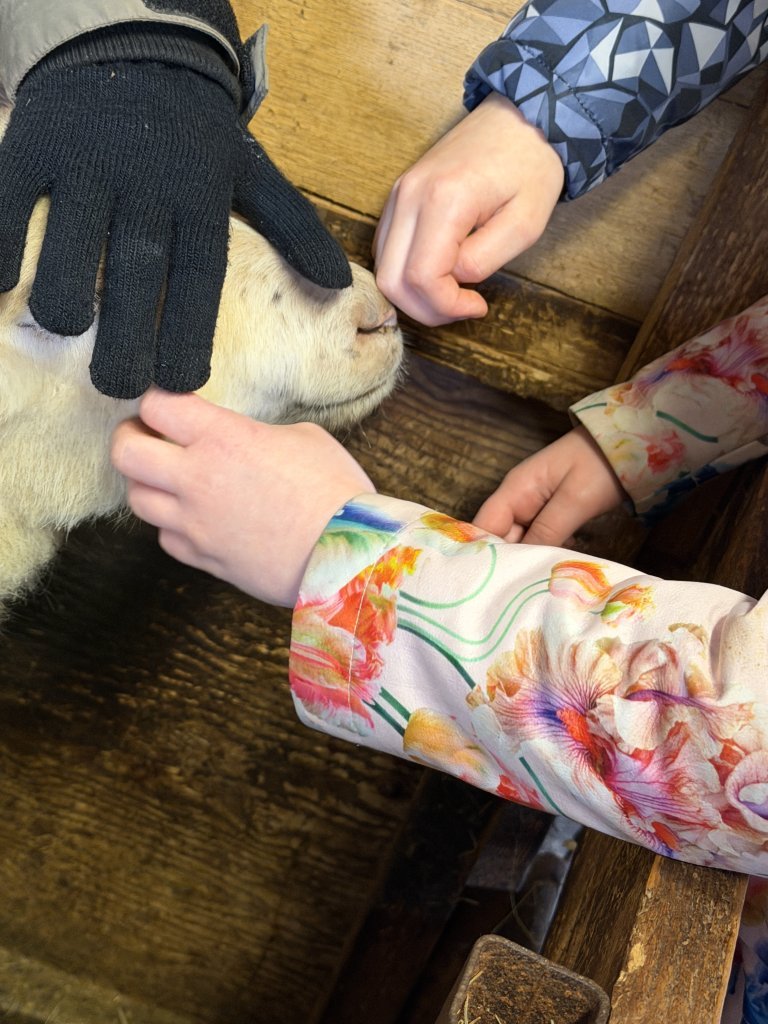 Heimsókn í fjárhúsin, 2. bekkur