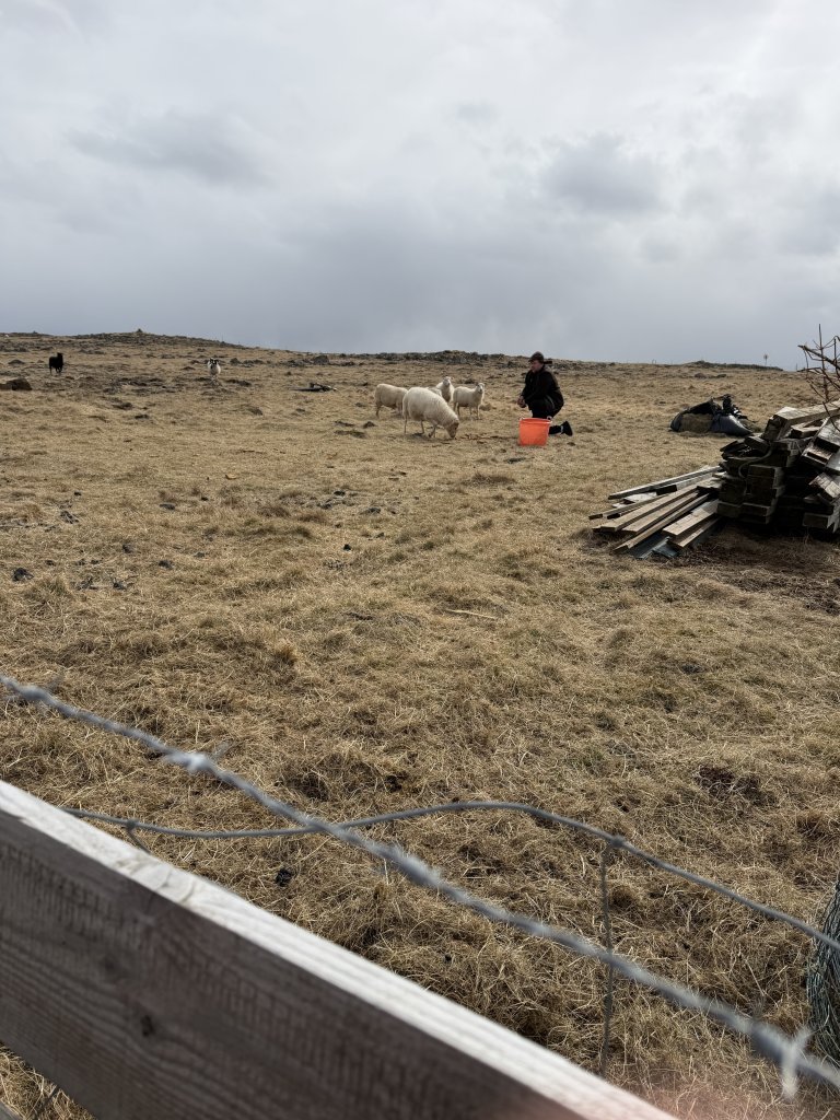 Heimsókn í fjárhúsin, 2. bekkur
