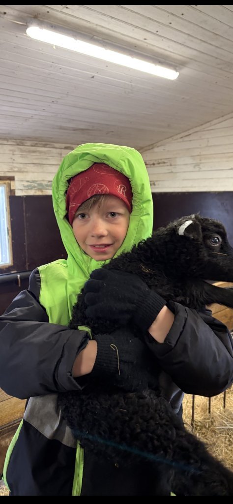 Heimsókn í fjárhúsin, 3. bekkur