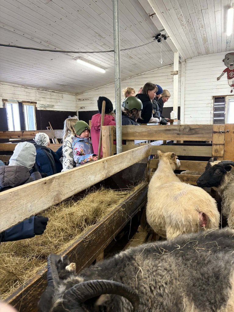 Heimsókn í fjárhúsin, 4. bekkur