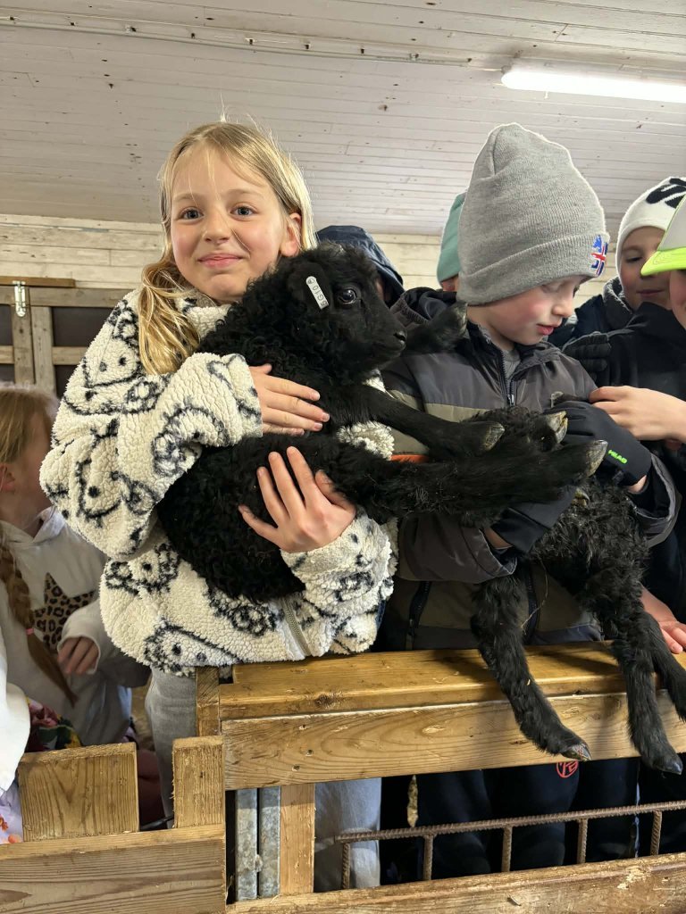 Heimsókn í fjárhúsin, 4. bekkur