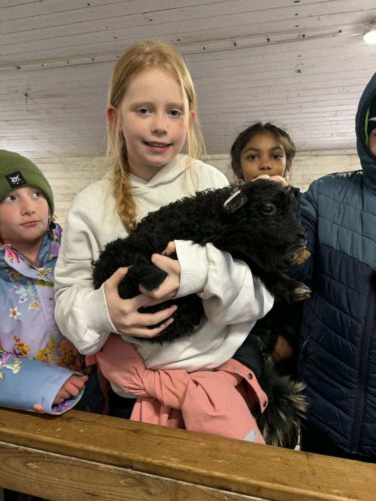 Heimsókn í fjárhúsin, 4. bekkur