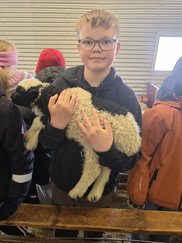 Heimsókn í fjárhúsin, 5. bekkur