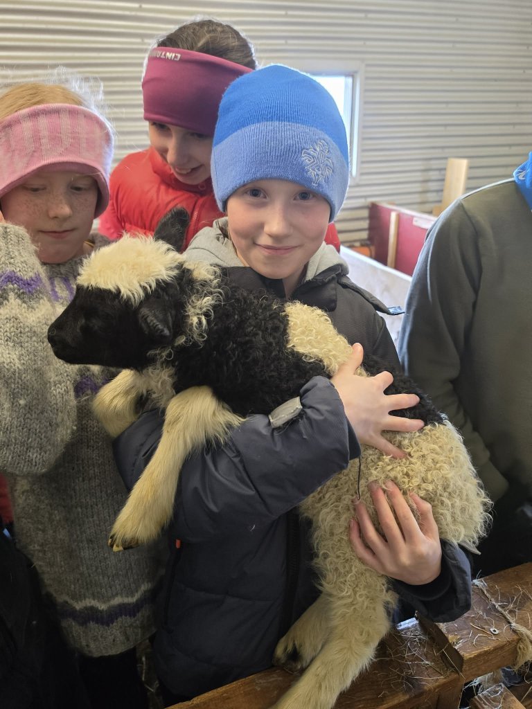 Heimsókn í fjárhúsin, 5. bekkur