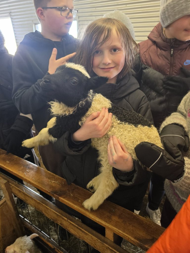 Heimsókn í fjárhúsin, 5. bekkur