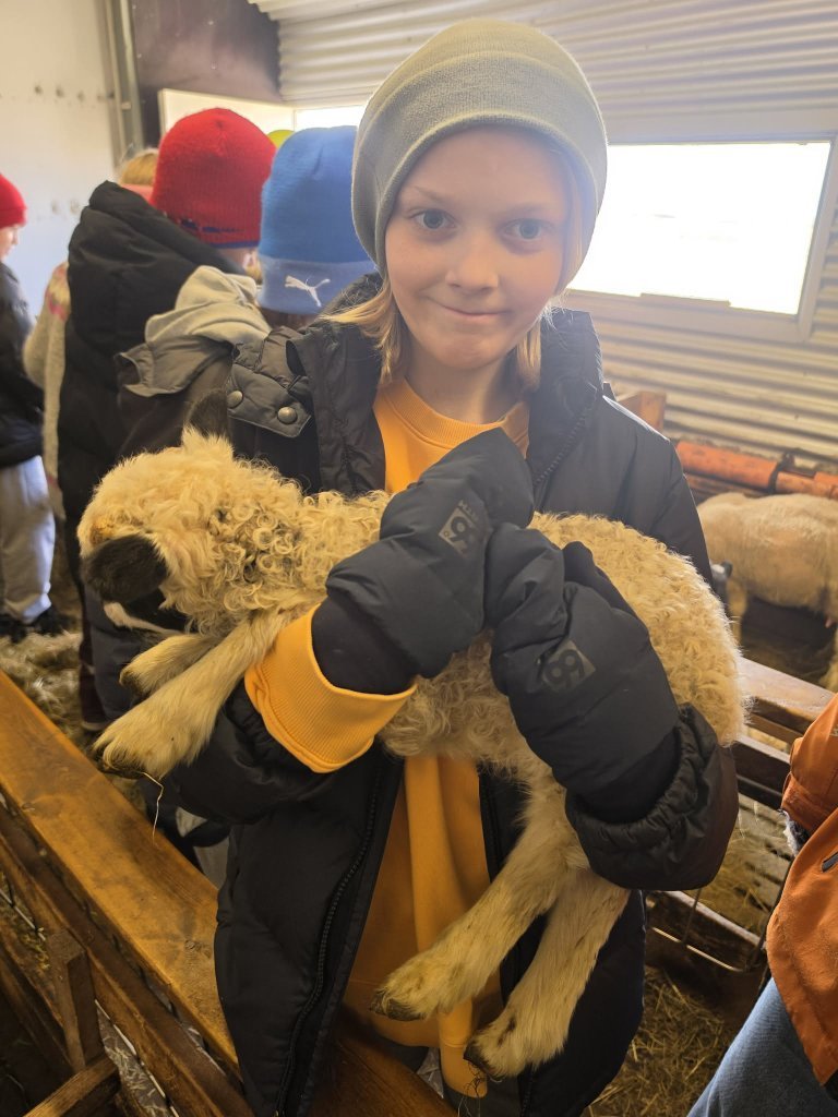 Heimsókn í fjárhúsin, 5. bekkur