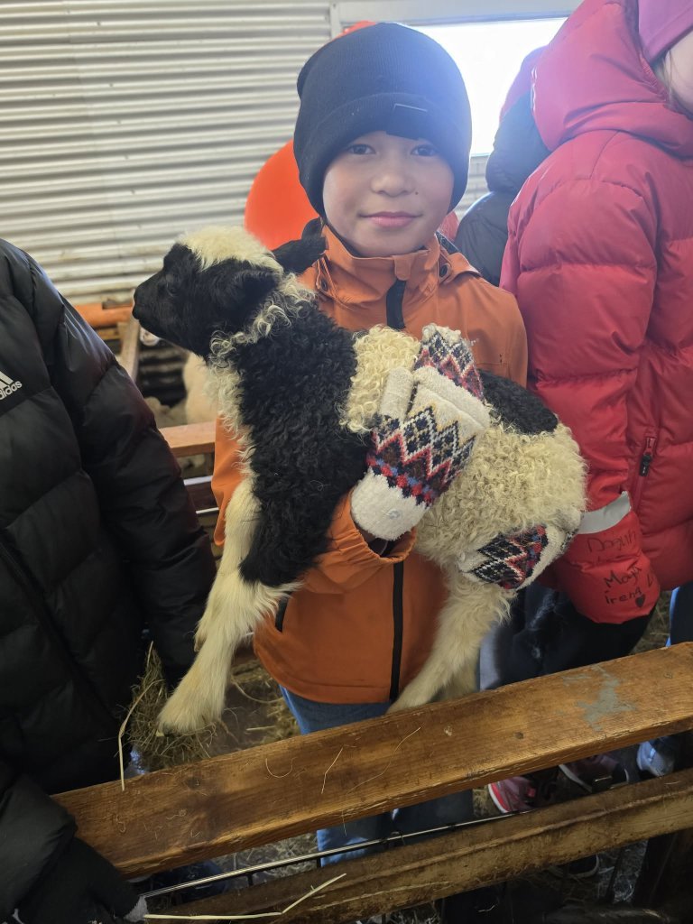 Heimsókn í fjárhúsin, 5. bekkur