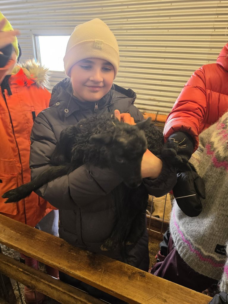 Heimsókn í fjárhúsin, 5. bekkur