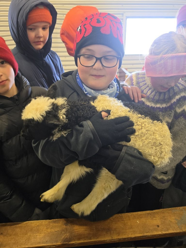 Heimsókn í fjárhúsin, 5. bekkur