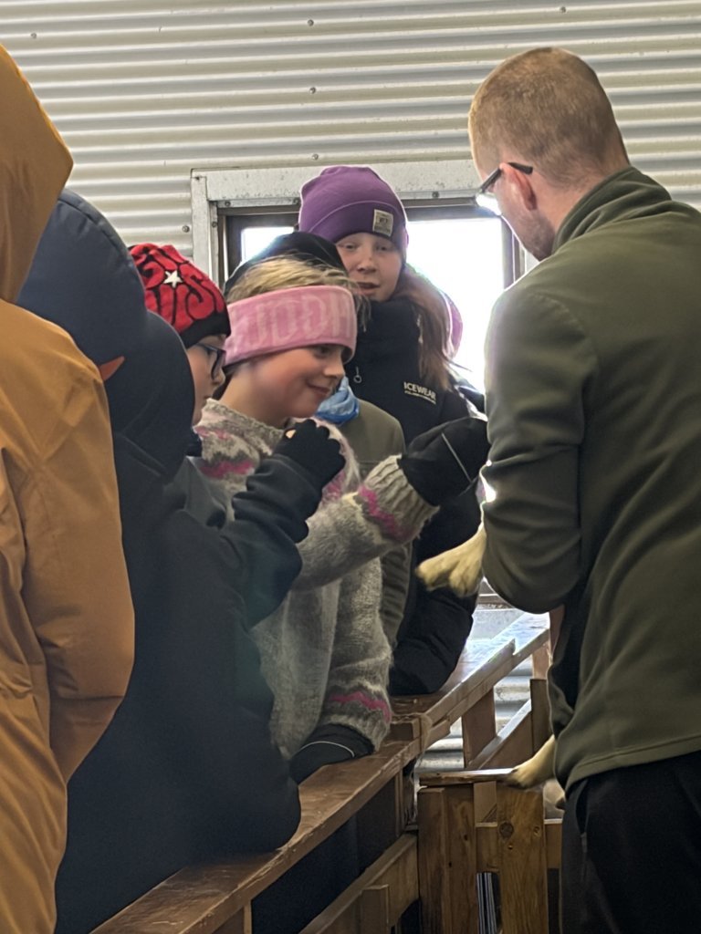 Heimsókn í fjárhúsin, 5. bekkur