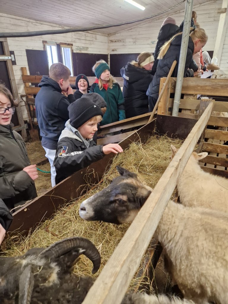 Heimsókn í fjárhúsin, 6. bekkur