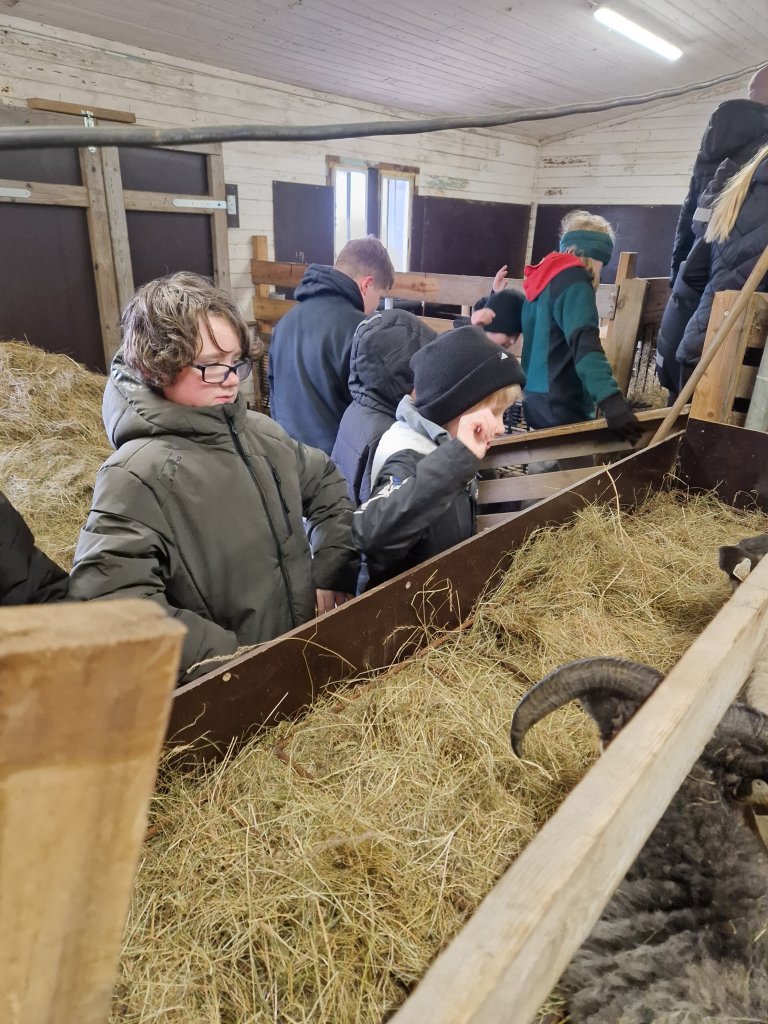 Heimsókn í fjárhúsin, 6. bekkur