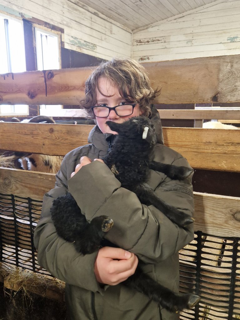 Heimsókn í fjárhúsin, 6. bekkur