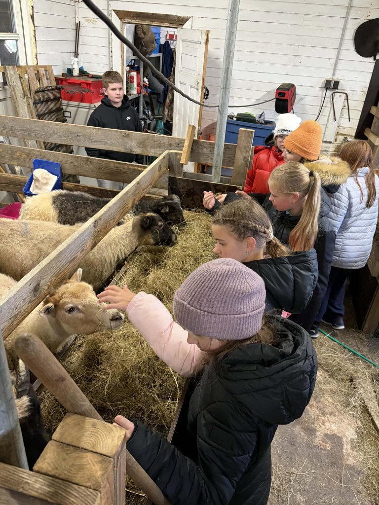 Heimsókn í fjárhúsin, 6. bekkur