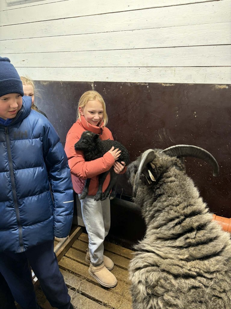 Heimsókn í fjárhúsin, 6. bekkur