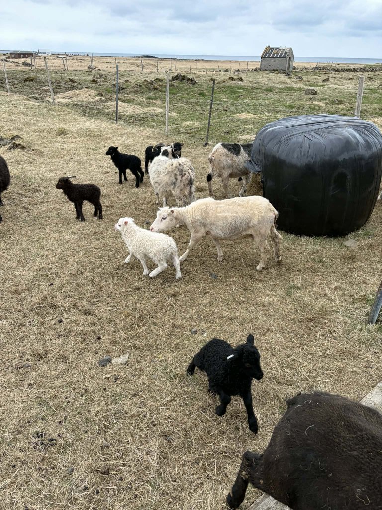Heimsókn í fjárhúsin, 6. bekkur