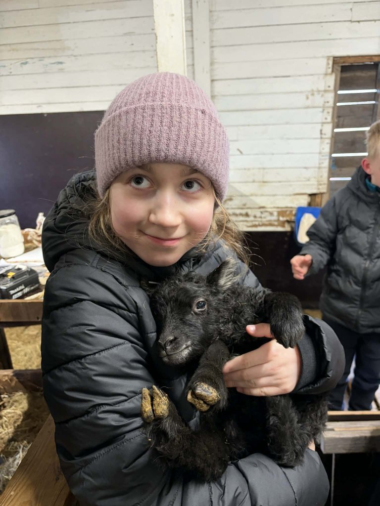 Heimsókn í fjárhúsin, 6. bekkur