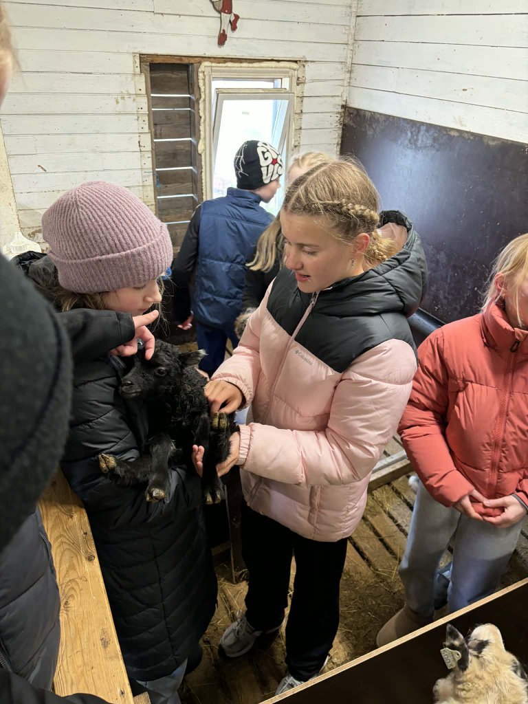 Heimsókn í fjárhúsin, 6. bekkur