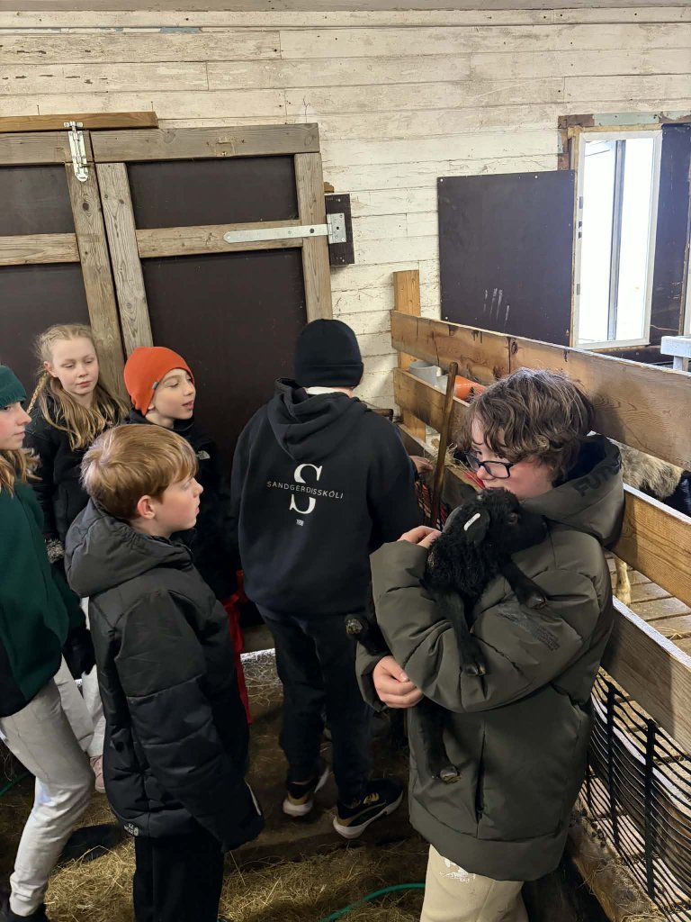 Heimsókn í fjárhúsin, 6. bekkur