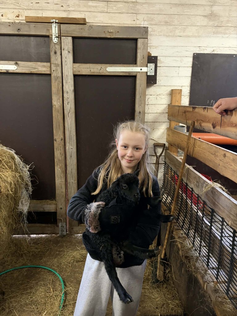 Heimsókn í fjárhúsin, 6. bekkur
