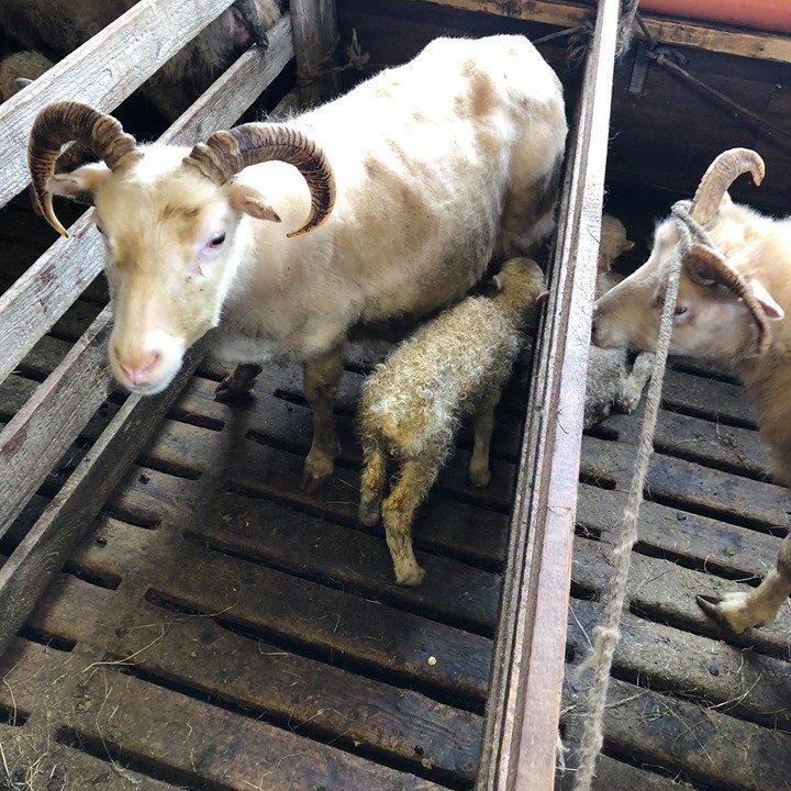 96076187_163445878438245_2521149393344659456_n