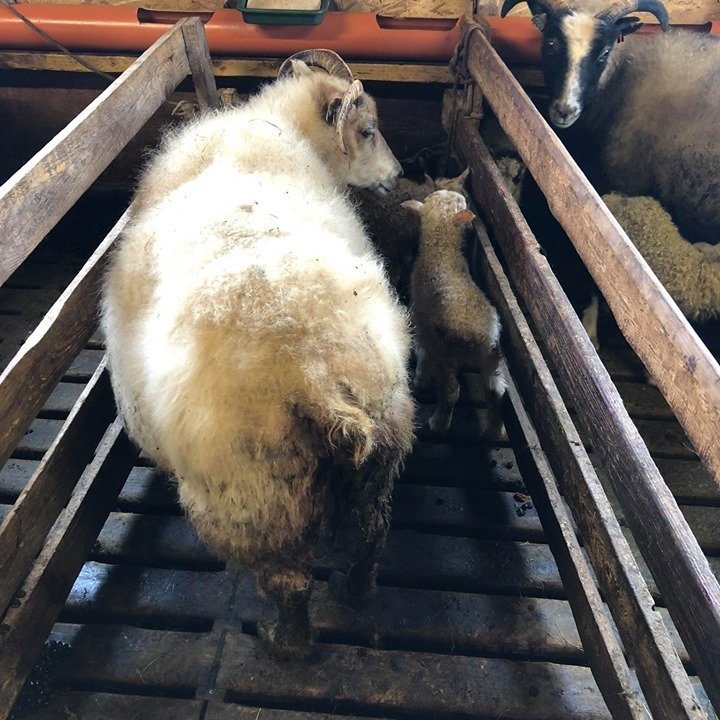 96161734_731786924227631_8287510701849706496_n