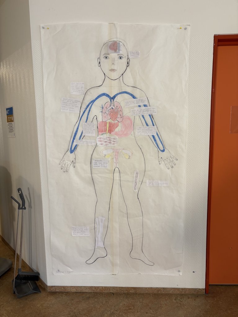 Hönnun mannslíkamans í fullri stærð