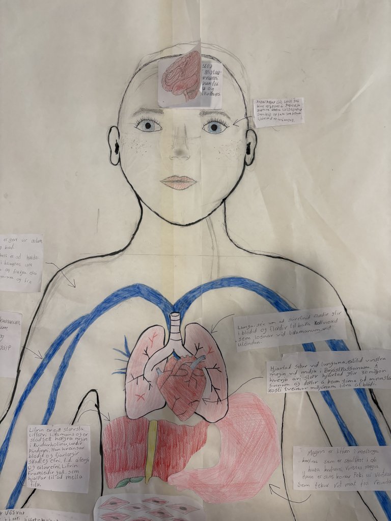 Hönnun mannslíkamans í fullri stærð