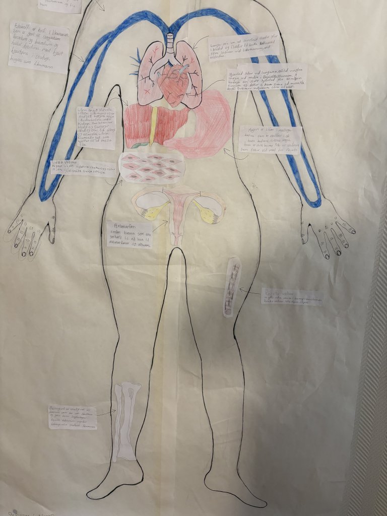 Hönnun mannslíkamans í fullri stærð
