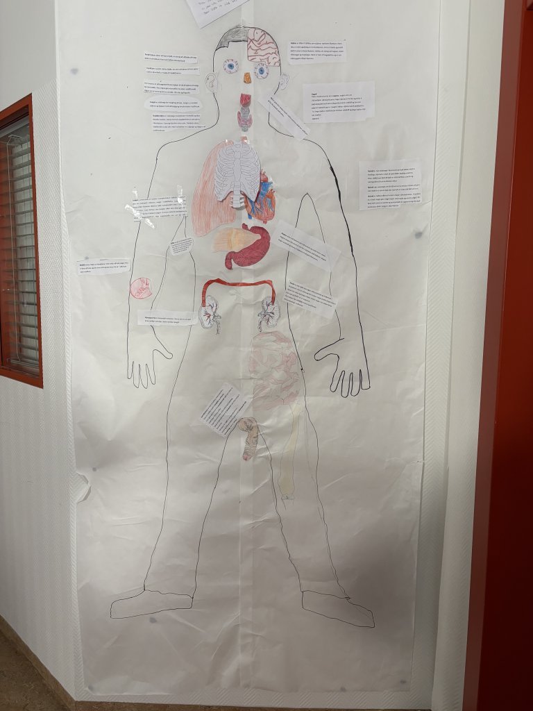 Hönnun mannslíkamans í fullri stærð