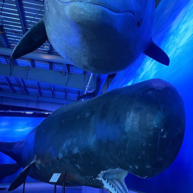 20241017_110727525_ios