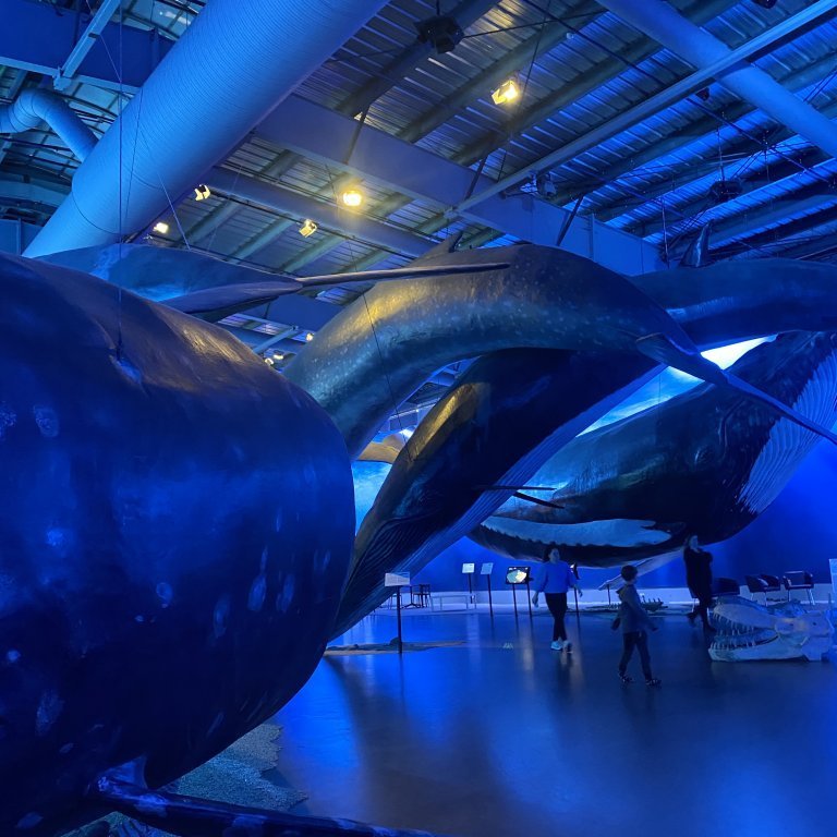 20241017_110746247_ios