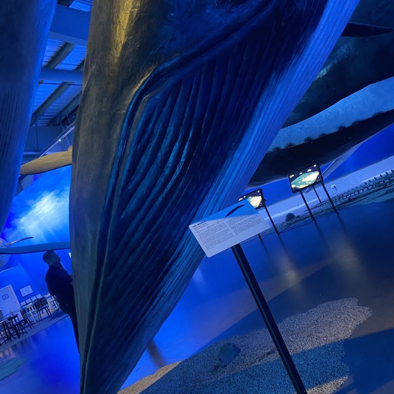 20241017_110805105_ios