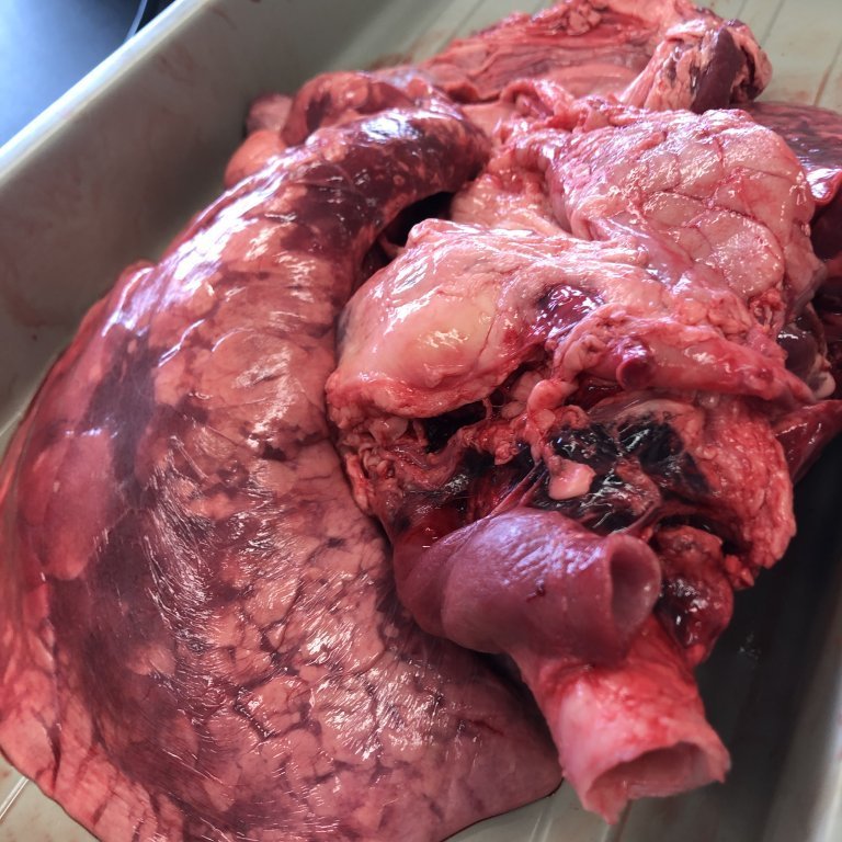 image-20230510-131221-cc13e7c5