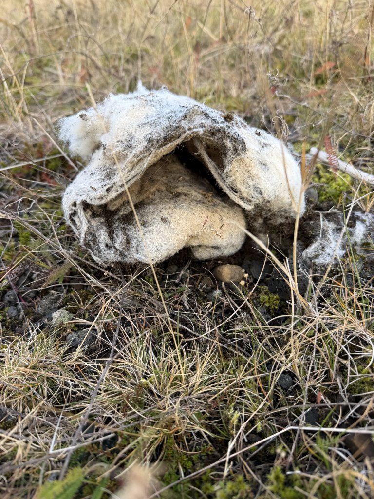 Nemendur könnuðu heim hrafnsins