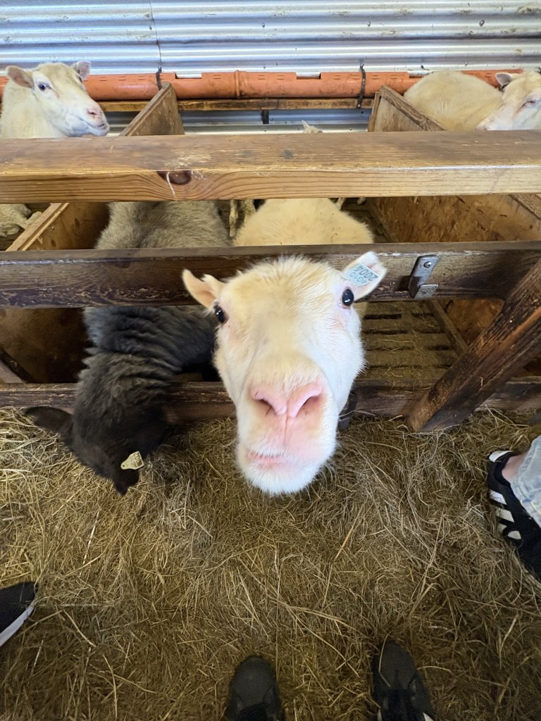 Vettvangsferð í fjárhúsið
