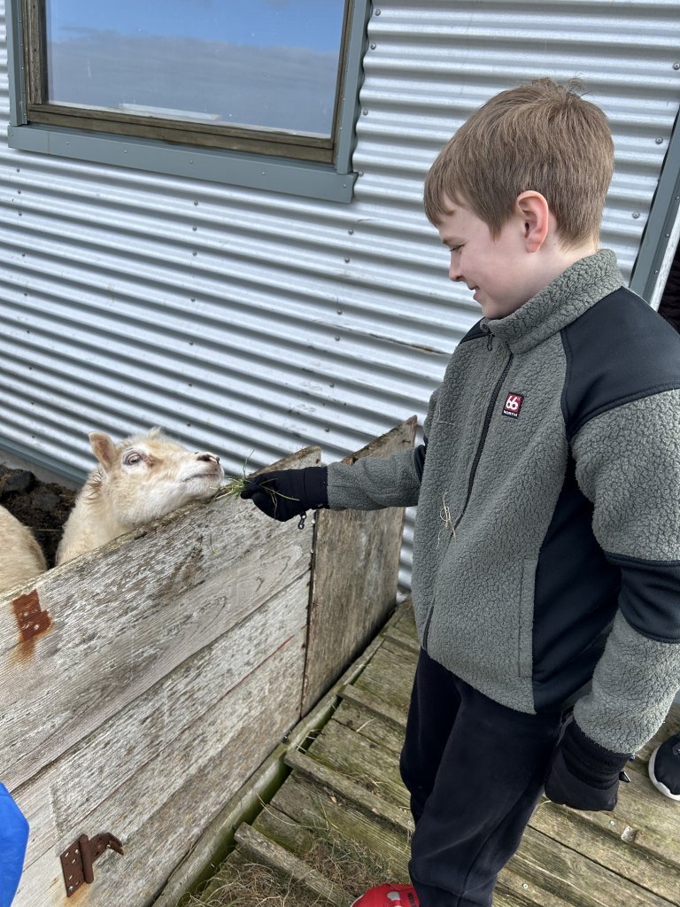 Vettvangsferð í fjárhúsið